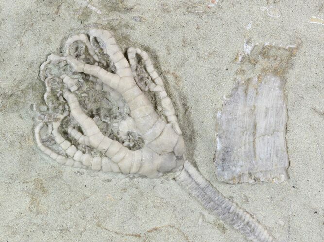 Barycrinus Crinoid Fossil - Indiana #52930